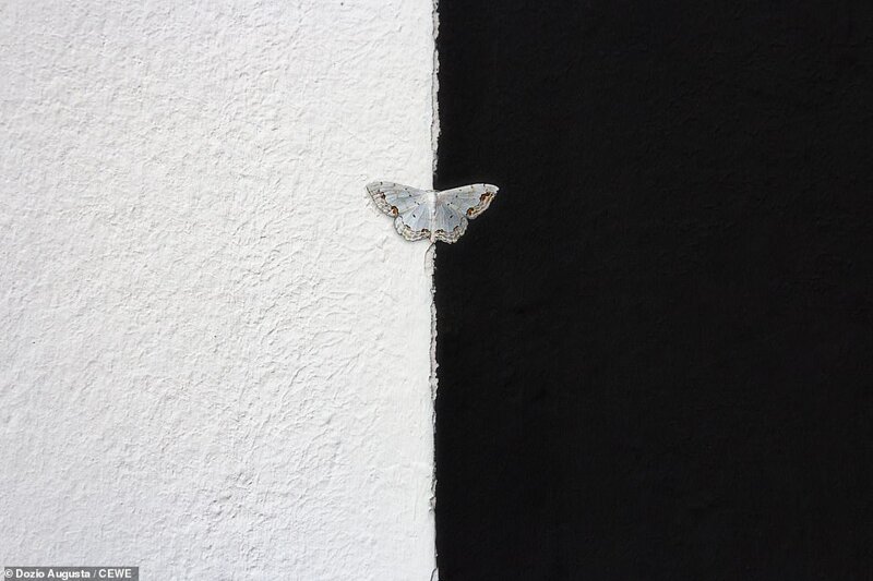 Бабочка. Фотограф - Дозио Аугуста