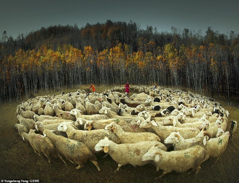 Стадо овец. Шанхай, Китай. Фотограф - Юншэн Ян