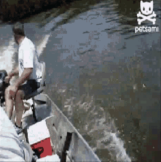 Летние гифки Летние гифки