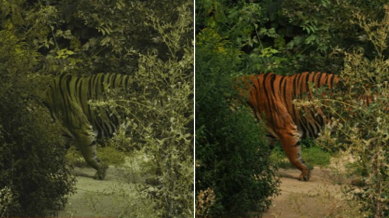 Пример: как видят тигра олени и как видит человек