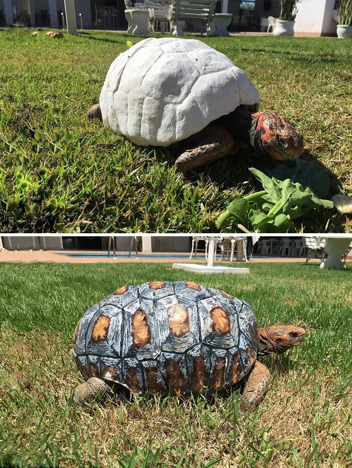 Защитники животных напечатали в 3D панцирь для раненой черепахи"