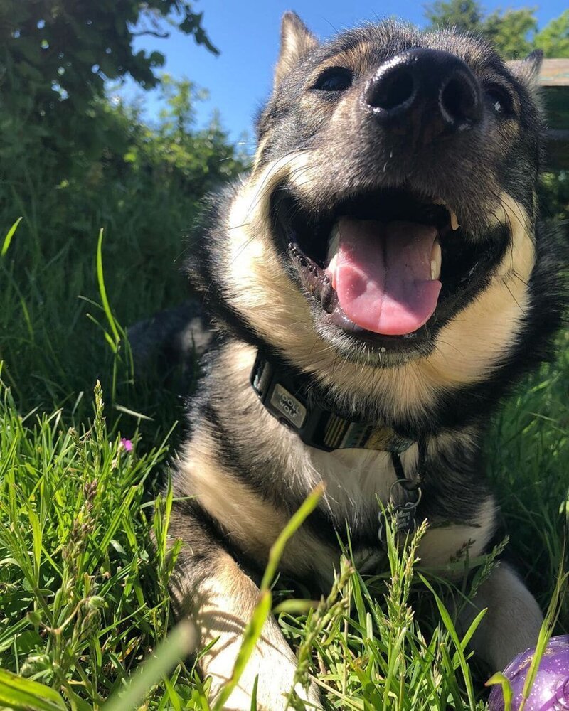 16. Счастливый солнечный пёс