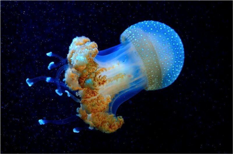 Josef Gelernter Глубоководная медуза выглядит будто существо с другой планеты. 