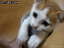 Кошачьи гифки