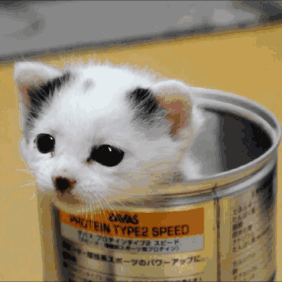 Кошачьи гифки