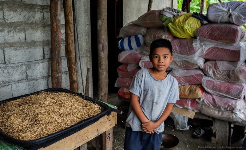Как выращивают рис на Филиппинах