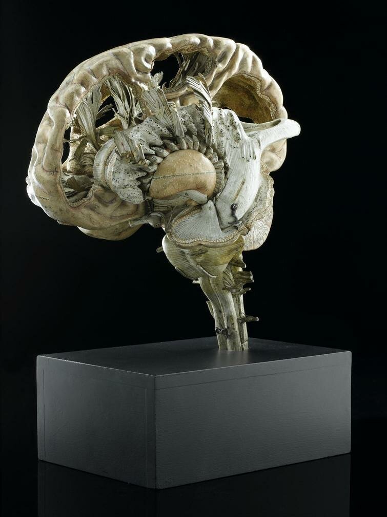 Модель человеческого мозга из папье-маше, Франция, 1800-1850 гг.