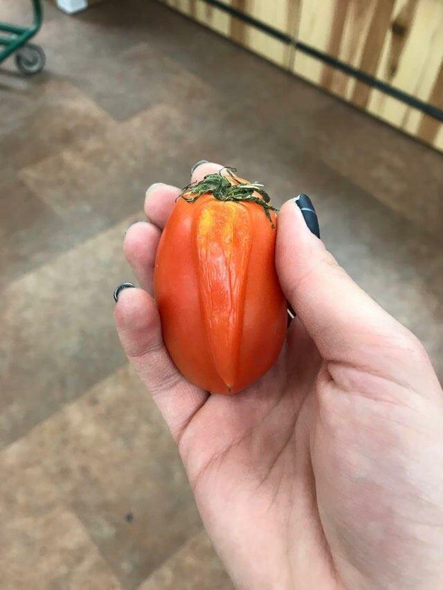 Этот помидор выглядит так, как будто к нему прикреплена морковь