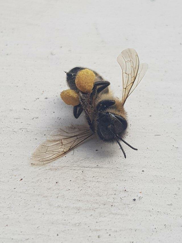 Эта пчела умерла с задними лапами, полными пыльцы