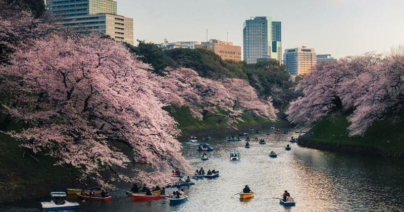 Цветущая сакура в Японии.