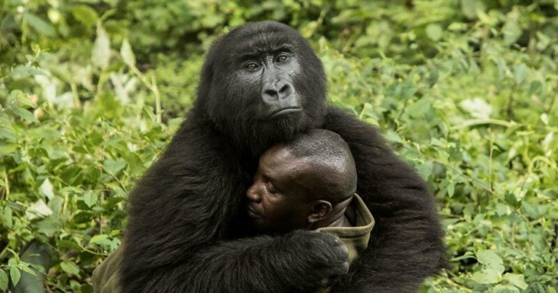На фото Андре Баума — смотритель нацпарка Вирунга в Конго, где живут гориллы.