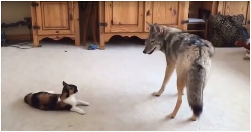 Волк попытался застать врасплох домашнюю кошку