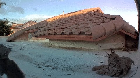 Семейство рысей обустроило себе жилище на крыше дома