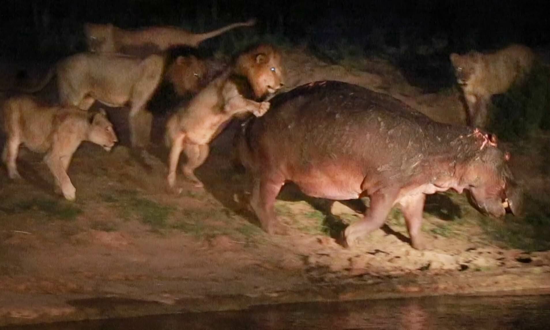 После нападения льва