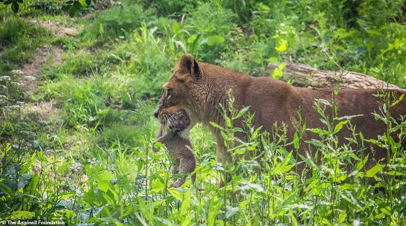 Это первые львята, родившиеся в этом природном заповеднике за последние десять лет