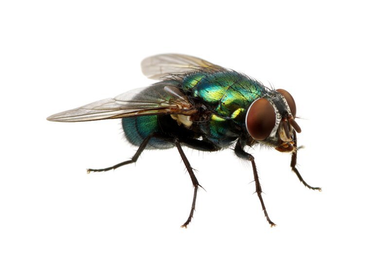 Почему мухи потирают лапки друг о друга?