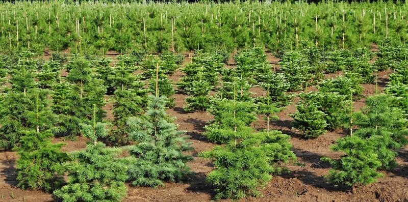 В Воронежской области посадили более 1,5 тысяч га нового леса