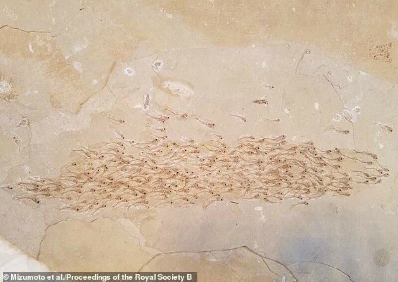 Найдена окаменелость косяка рыб, которым больше 50 миллионов лет