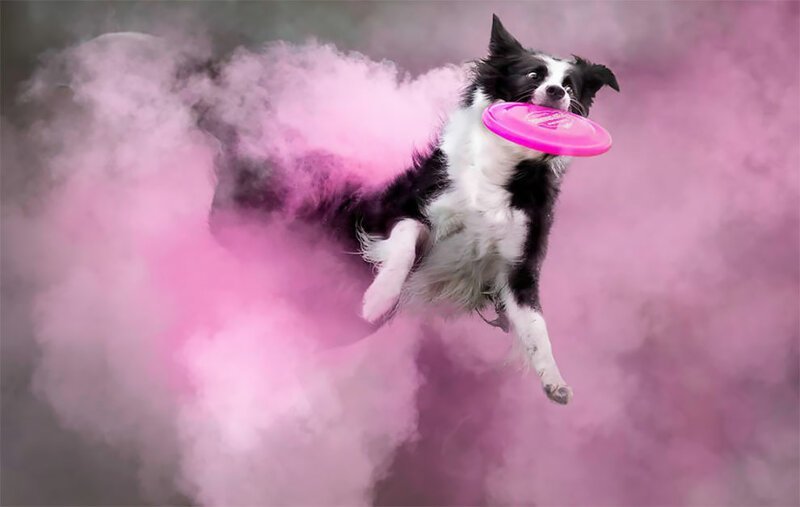 Вылитые супергерои: собаки в порошковых красках