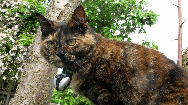 Британские учёные, установив камеры на кошках, выявили двуличность домашних питомцев