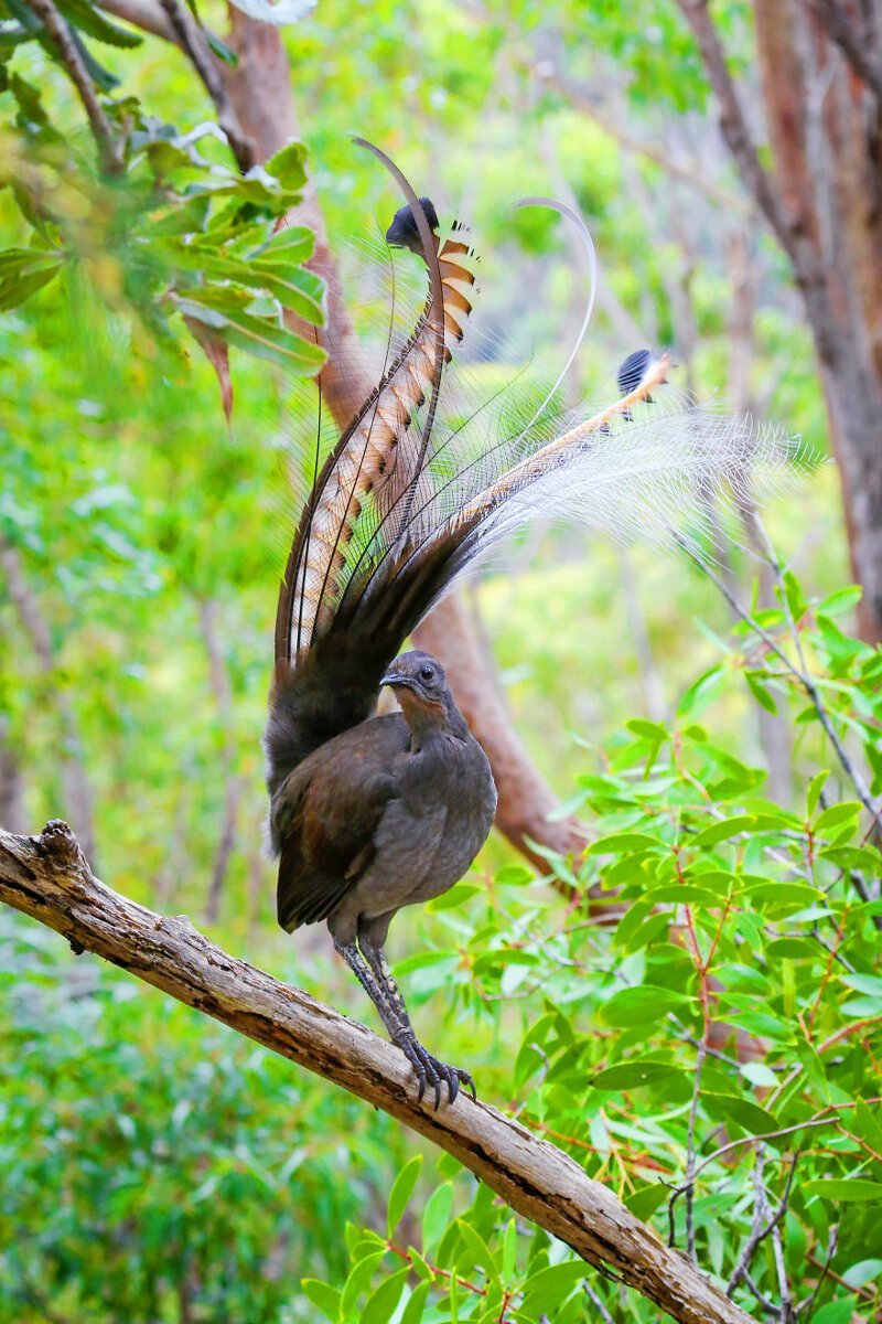 Птица лирохвост Австралия