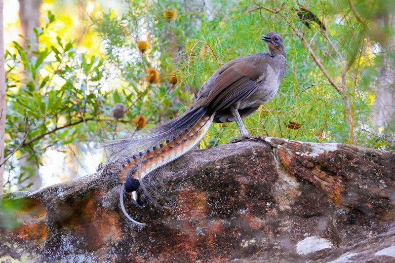 Австралийский лирохвост - птица, которая может имитировать практически любой звук