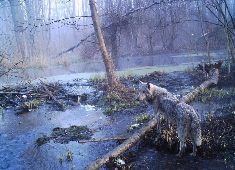 Волки свободно гуляют по бывшим селам