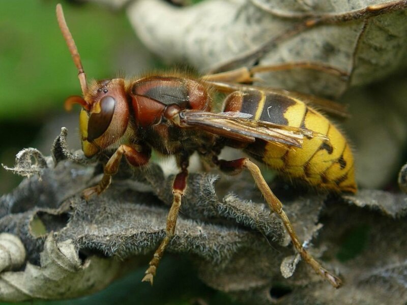 Ученые также отмечают высокую активность насекомых. В частности в зоне весьма распространены шершни