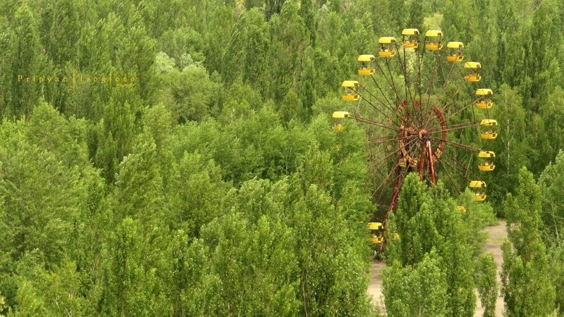 Сегодня же в чернобыльской зоне обитает около 400 видов позвоночных животных и насчитывается около четырех тысяч растений