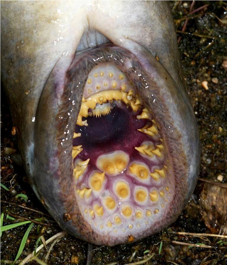 Рот миноги, рыбки плавающей во многих водоемах мира