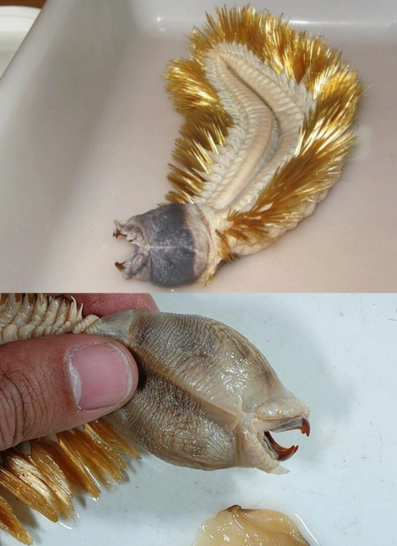 Eulagisca Gigantean - антарктический червь