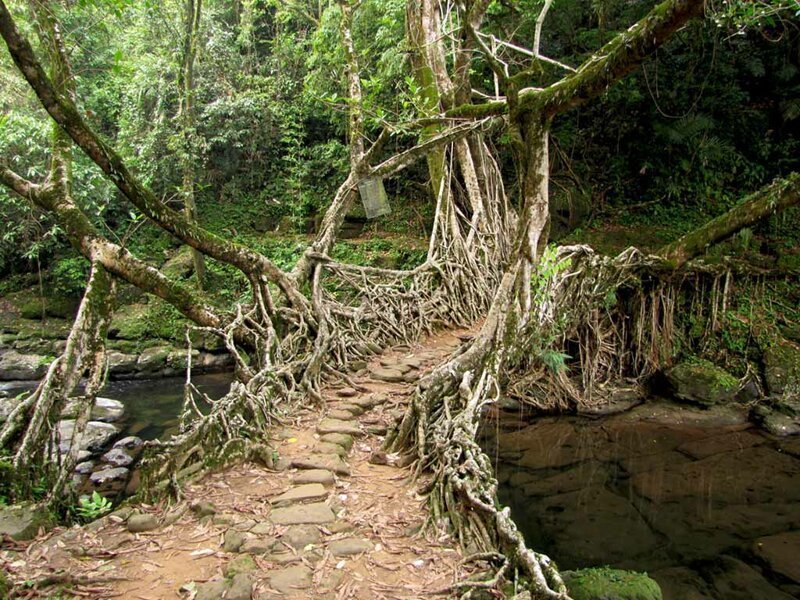 9. В индийском городе Черапунджи есть подвесные мосты из корней, созданные практически самой природой. Племена народа кхаси, которые проживают на этой территории, возделывают живые мосты. Первые упоминания о подобных сооружениях датируются 1844 годом
