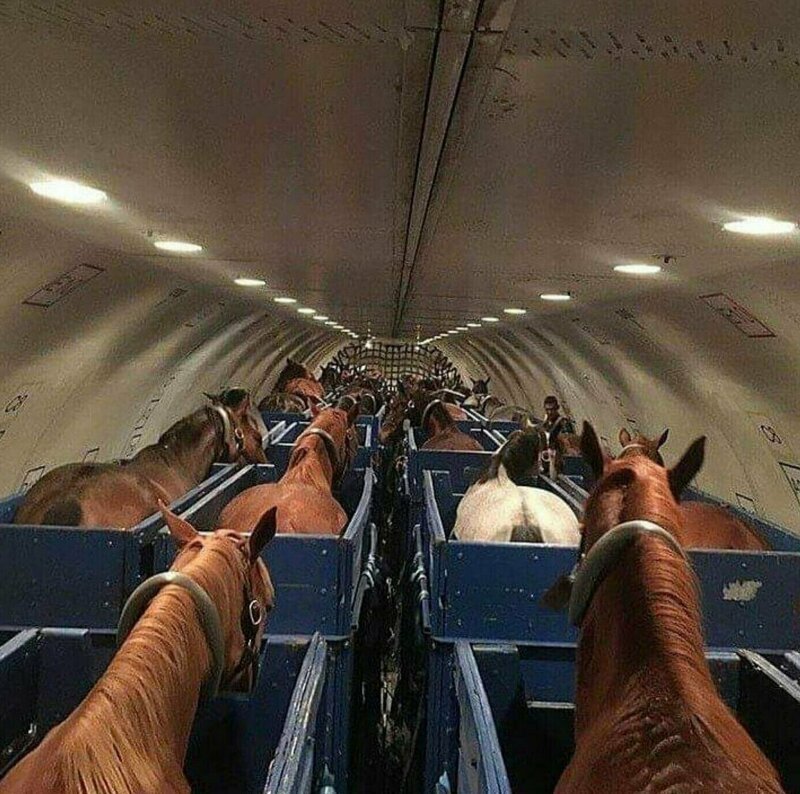 3. Так в самолетах перевозят лошадей