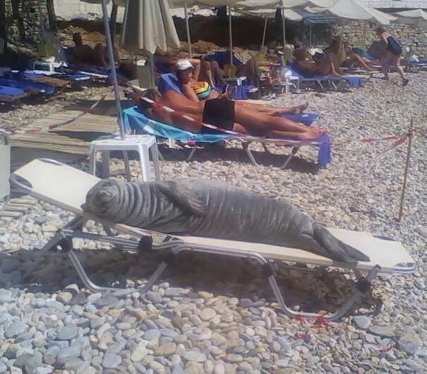Ее зовут Арджило. и местные жители держат для нее на пляже специальный лежак