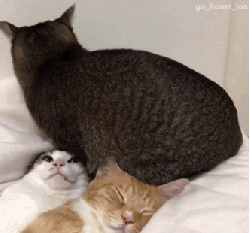 Доминируй! Властвуй! Унижай!