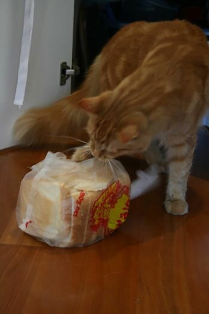 Можно котам хлеб. Кот ворует хлеб. Кот украл булку. Кошка хлеб. Котик ест хлеб.