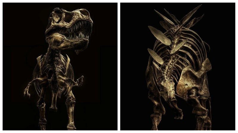 Мечта палеонтолога: замечательные фотографии скелетов динозавров