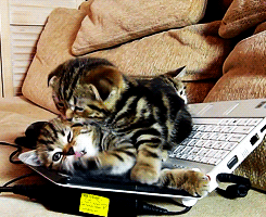 Кошачьи гифки