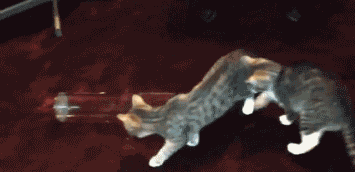 Кошачьи гифки