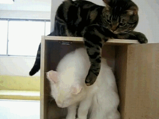 Кошачьи гифки