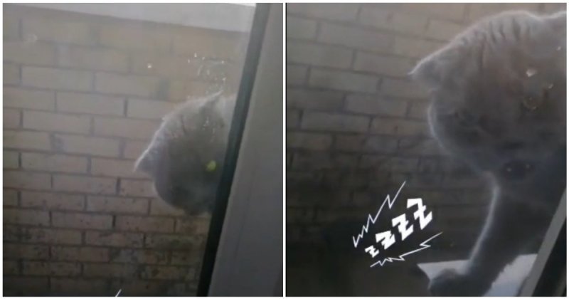 Кот пришел в бешенство, когда хозяйка заперла его на балконе