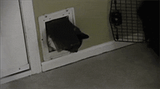 Кошачьи гифки