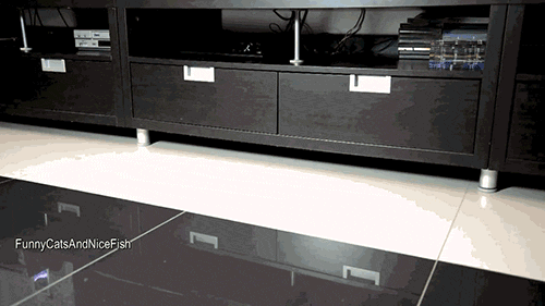 Кошачьи гифки