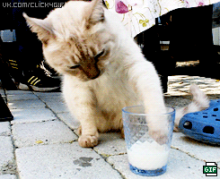 Кошачьи гифки