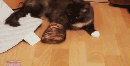 Кошачьи гифки