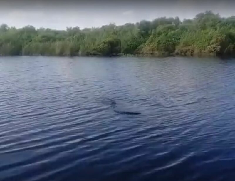 Астраханцев напугал плавающий в реке крокодил