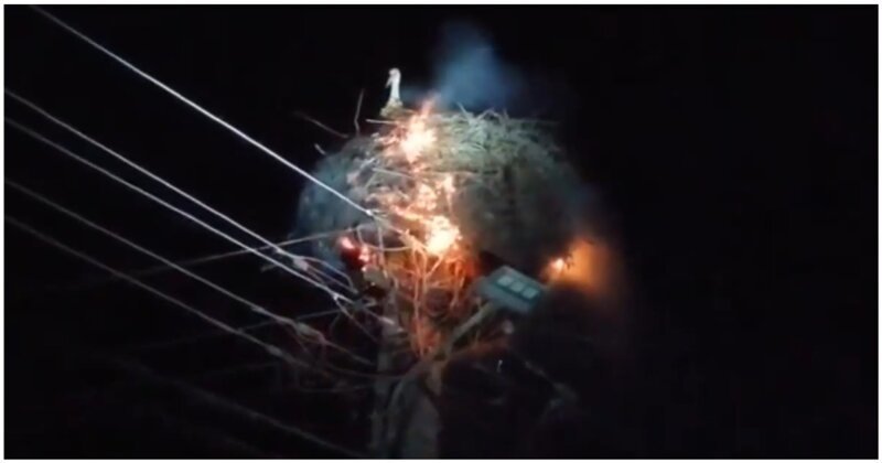 Самка аиста до последнего оберегала птенцов в загоревшемся от удара молнии гнезде