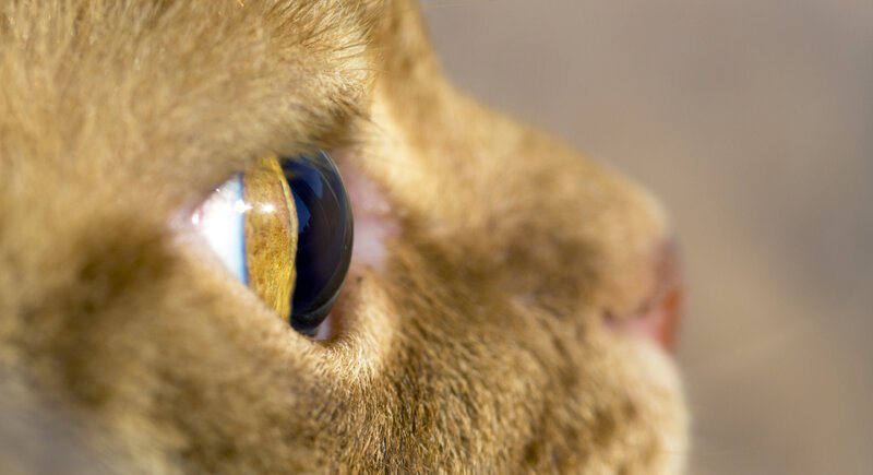 Почему у кошки светятся глаза? Государственный Дарвиновский музей