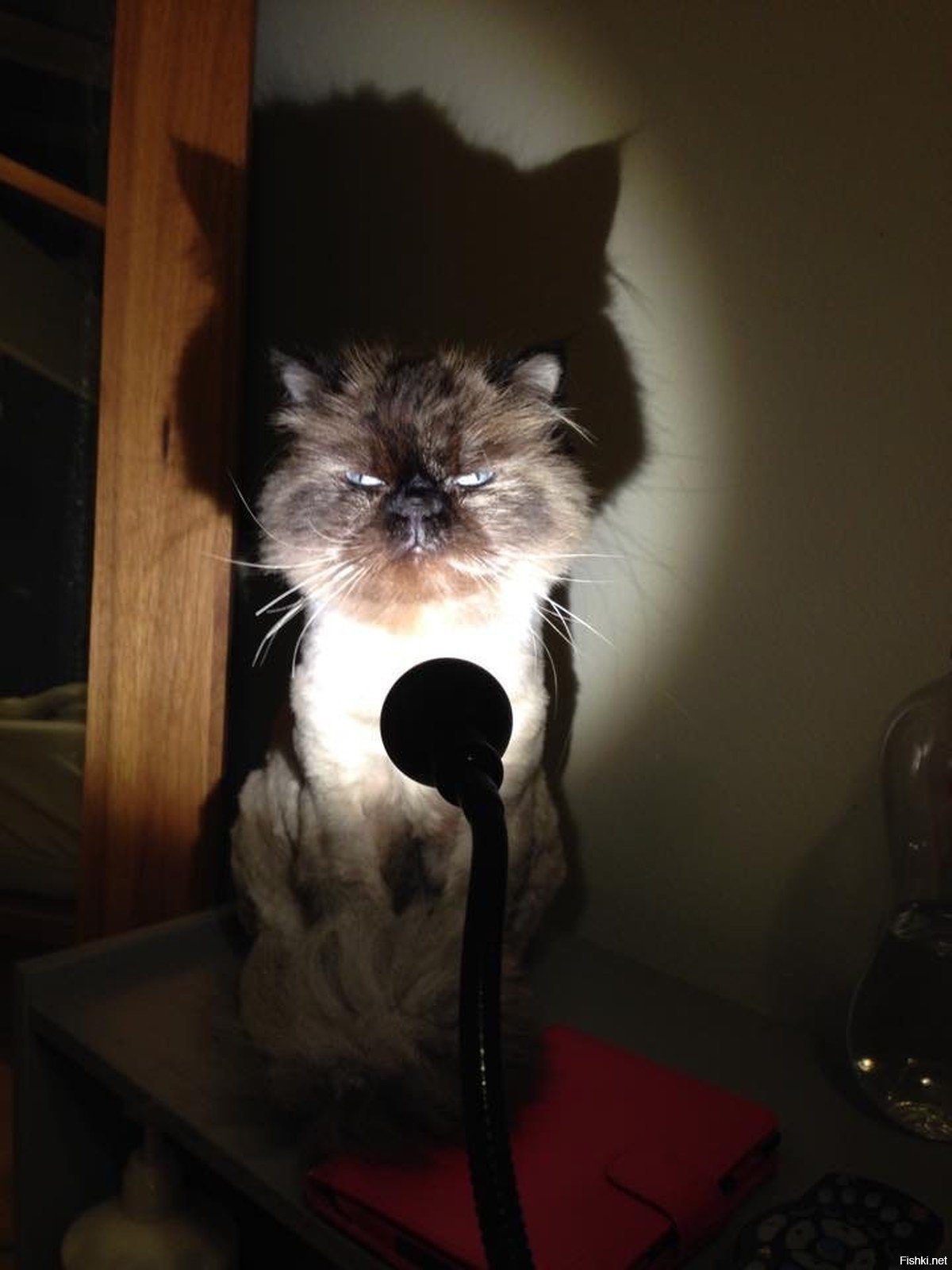 Включи просто настоящая. Кот с фонариком. Кот и лампочка. Лампа кот. Кошка с лампочкой.