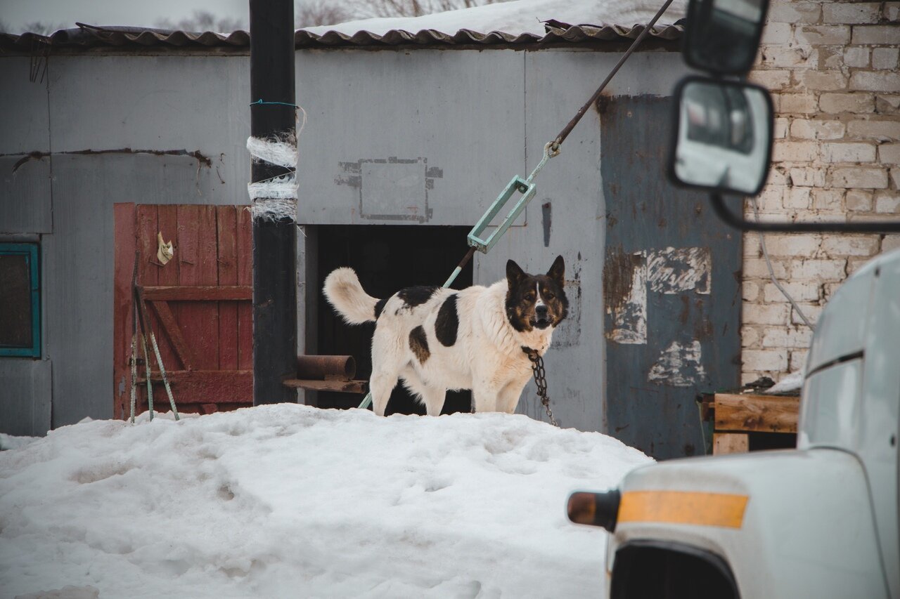 Собаки город александров. Город собак. Собаки из подворотни. Собака в подворотне. Пёсели зимой.